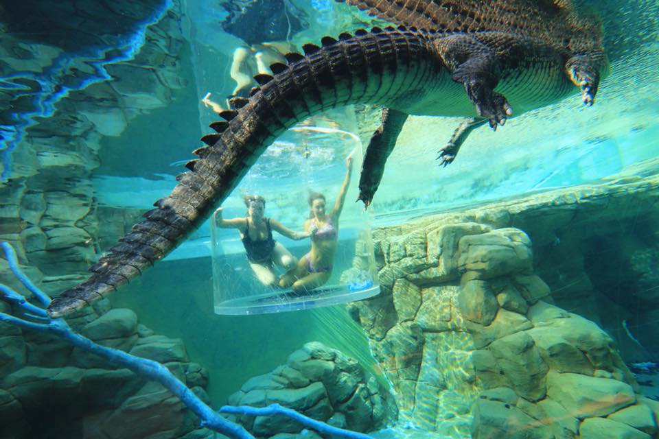 Croccove  A Year with the Reptiles at Crocosaurus Cove
